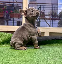 Bulldog francese esotici