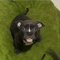 Cuccioli american bully