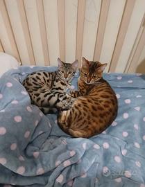 Gatto del bengala