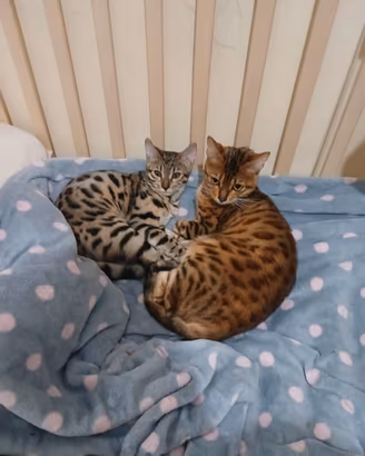 Gatto del bengala