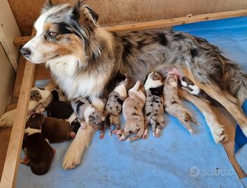 Cuccioli Pastore Australiano