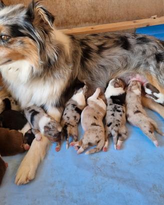 Cuccioli Pastore Australiano