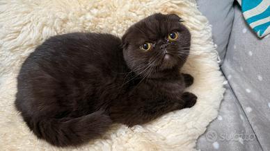Gatto scottish fold chocolate