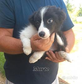 Ultimi maschietti border collie