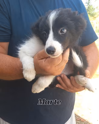Ultimi maschietti border collie