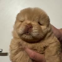 Chow chow con pedigree