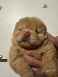 Chow chow con pedigree