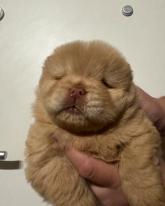 Chow chow con pedigree