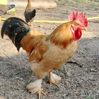Galli e galline