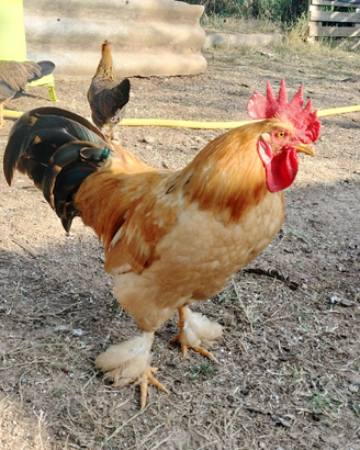 Galli e galline
