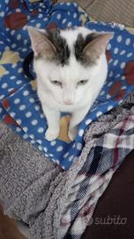 Gattino sterilizzato e vaccinato