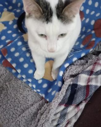 Gattino sterilizzato e vaccinato