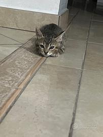 Trilly, gattina di due mesi
