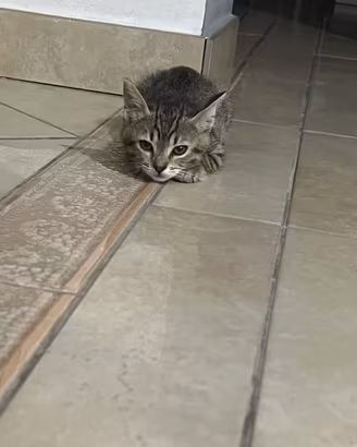Trilly, gattina di due mesi