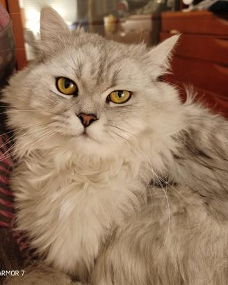 Gatto persiano chinchilla per accoppiamento