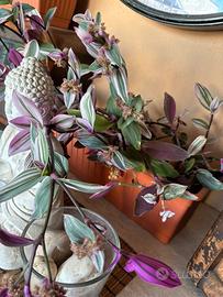 Pianta tradescantia nanouk