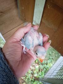 Pulli parrocchetti Dal collare