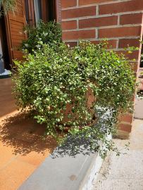 muehlenbeckia complexa