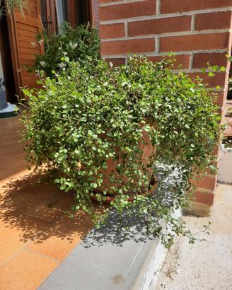 muehlenbeckia complexa