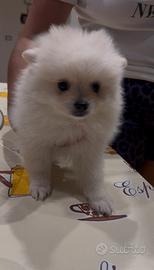 Cucciola di spitz di Pomerania Toy da borsetta