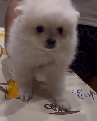 Cucciola di spitz di Pomerania Toy da borsetta