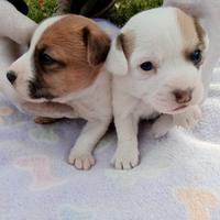 Cuccioli Jack Russell maschietti