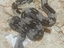 Immagine 3