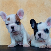 Bulldog francese con pedigree
