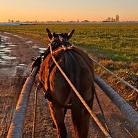 Super asino attaccato