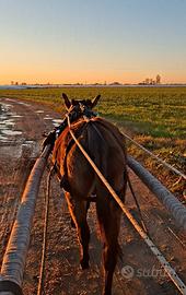 Super asino attaccato