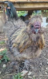 Gallo e 2 galline moroseta