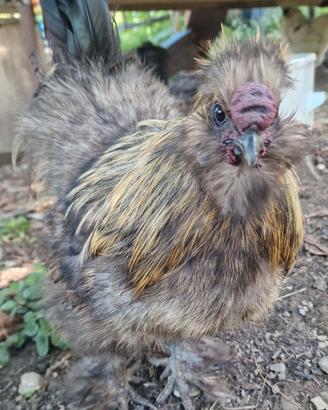 Gallo e 2 galline moroseta