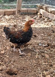 Galli di mugellese