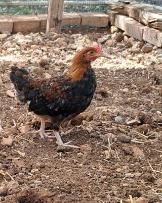 Galli di mugellese