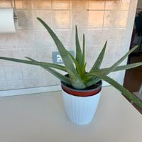 Aloe Vera