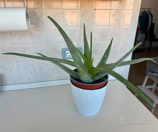 Aloe Vera
