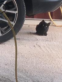 Gattini trovatelli