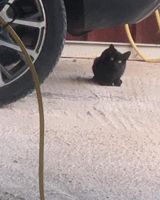 Gattini trovatelli