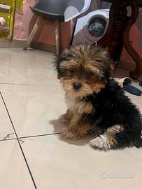 Maltipoo