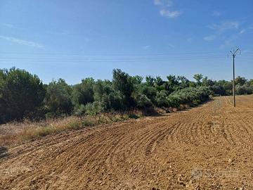 Terreno Agricolo Grosseto [Cod. rif 3166896VCG]