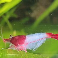 Per Acquario Caradine Adulte Red o Green RILI