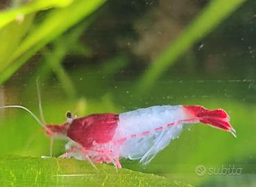 Per Acquario Caradine Adulte Red o Green RILI