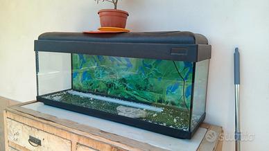 acquario
