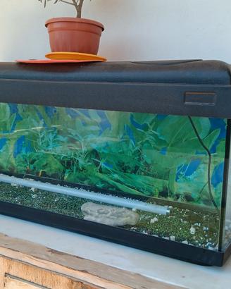 acquario