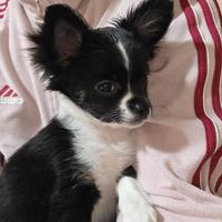 Chihuahua cucciolo pelo lungo