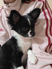 Chihuahua cucciolo pelo lungo