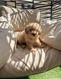 Cuccioli barboncino toy/ nano
