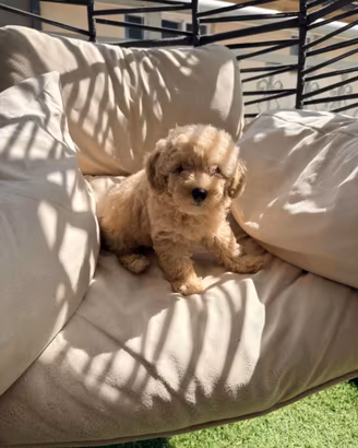 Cuccioli barboncino toy/ nano
