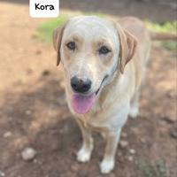 Kora simil Labrador