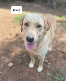 Kora simil Labrador